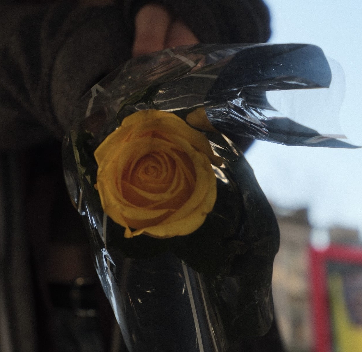 person holding a yellow flower