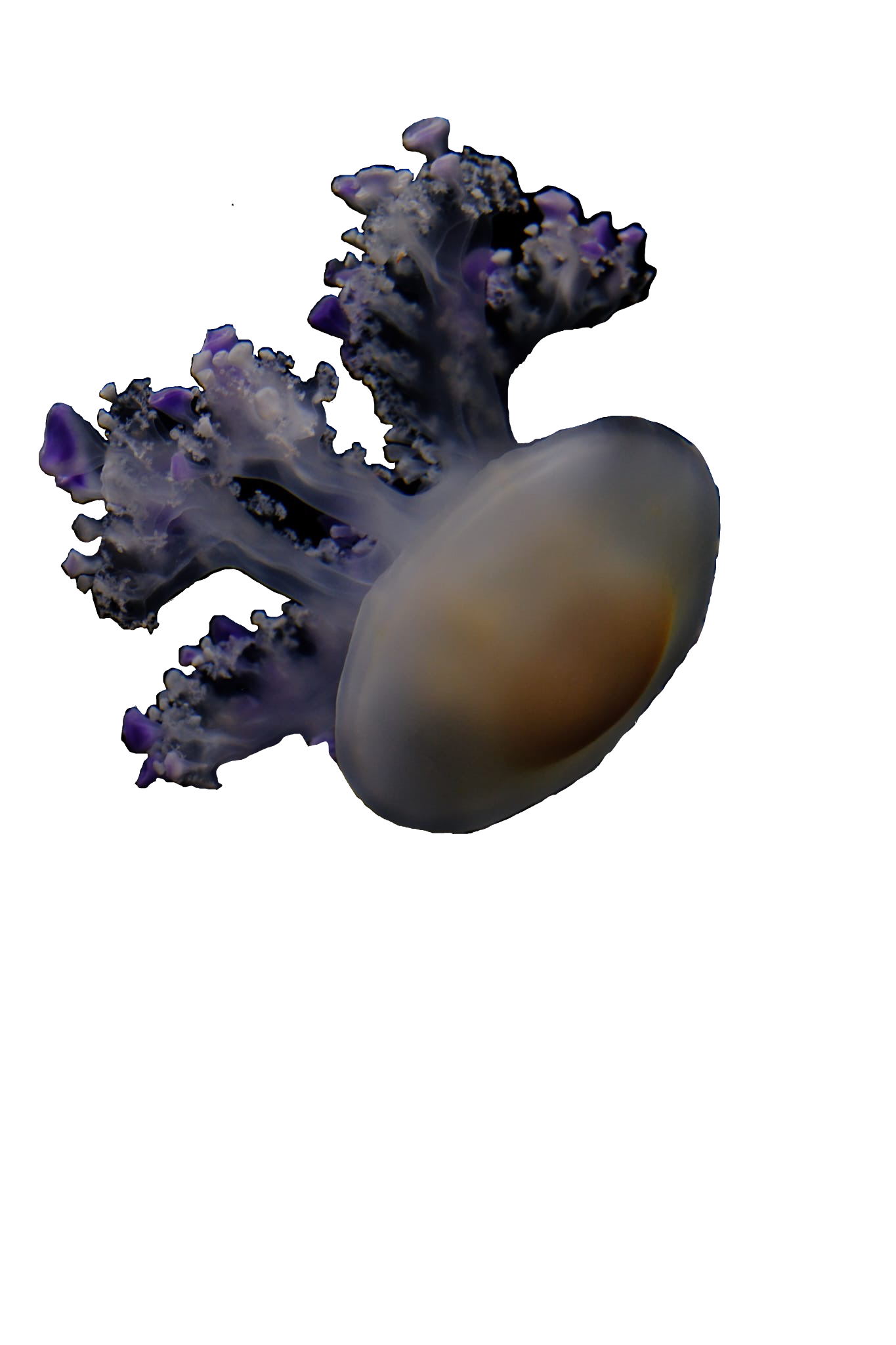 photo of a grey and purple jellyfish floating upside-down